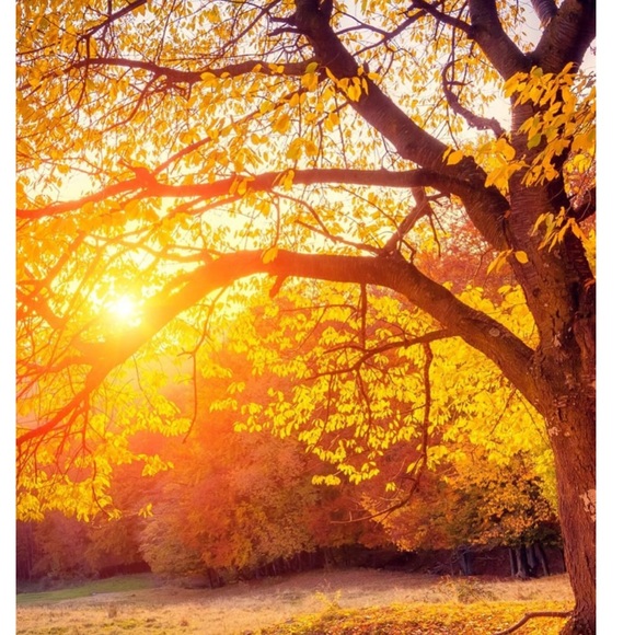 sunshine0008